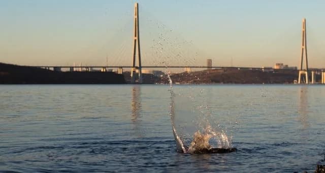Международные фонды тоже будут регистрироваться в САРах